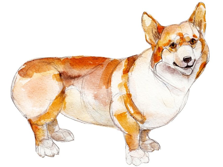 Welsh corgi isolated on white background, watercolor illustration.