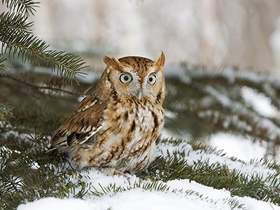 Owl perched in snowy tree outside