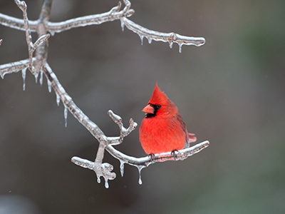 Northern cardinal sitting on an ice covered branch following winter storm