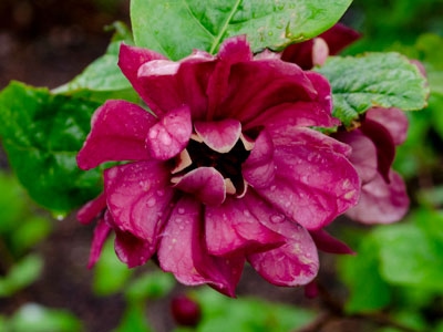 05-04-22 Garden Walk 400 x 300
