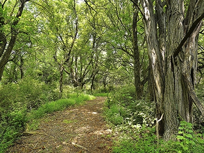 06-01-22 Trails Walk 400 x 300