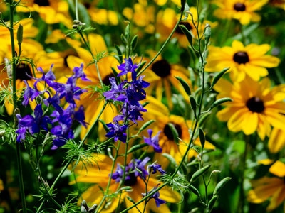 07-06-22 Summer Garden Walk 400 x 300