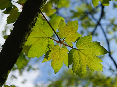 sycamore tree leaves closeup back lit by spring sunshine