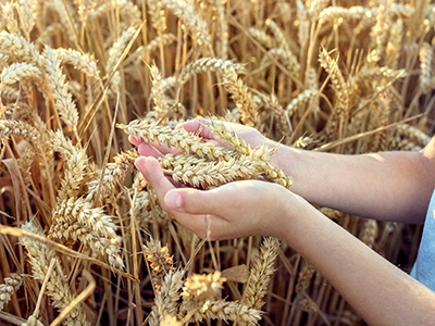Child holding crop in his hand from a wheat field