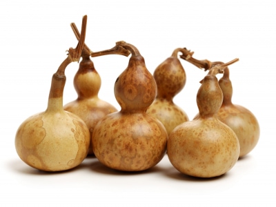 11-13-21-Gourd-Show-Sale-original-scaled_400x300_acf_cropped