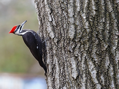 Pileated woodpecker resting on tree