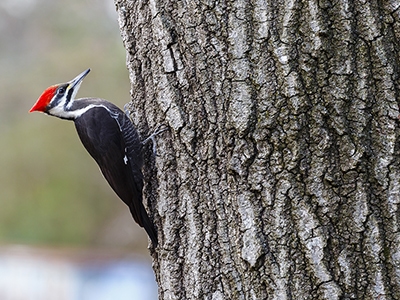 Female Pileated Woodpecker Pileated woodpecker resting on tree