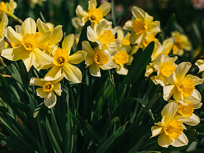 Yellow daffodils in a garden